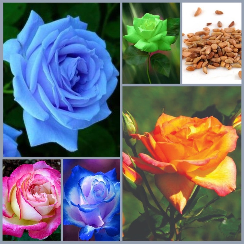 35 sementes rosas raras lindas | Shopee Brasil