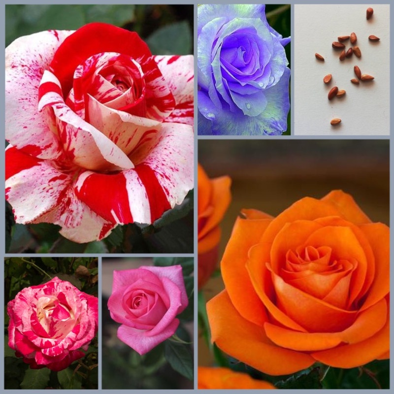30 sementes rosas raras lindas | Shopee Brasil