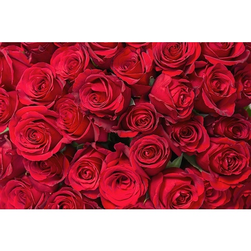 Painel Tecido Sublimado Flores Rosas Vermelhas 3,00m X 2,00m