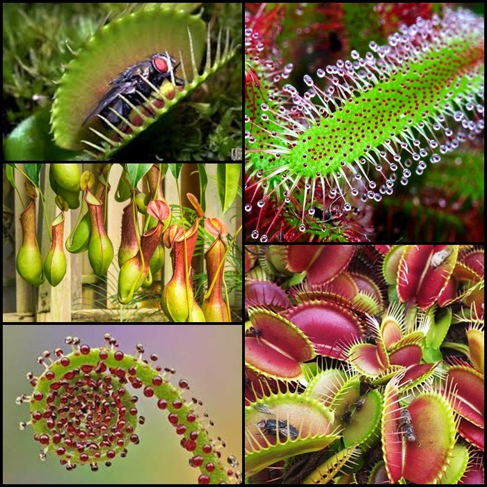 200 Sementes Sadias Planta Carnívora - Jardim Decoração