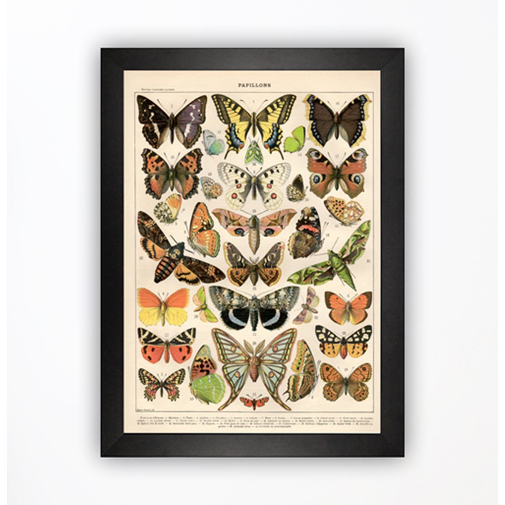 Quadro Decorativo Borboletas Vintage Insetos Pôster Com Moldura Decoração Casa 3