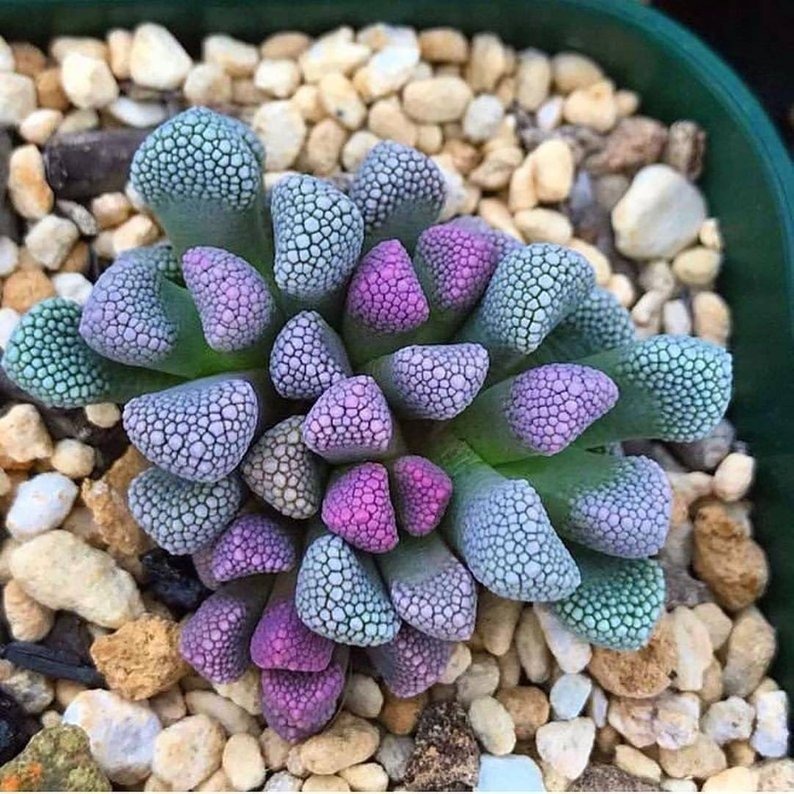 Lhops Sono Cactus O Piante Succulente Nel Deserto, Dette Pietre Vive Piccoli Impianti Per Hobby E Decorazioni Image216503525 - Foto 10