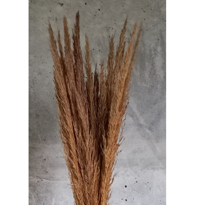 Capim champanhe/capim seco para decoração