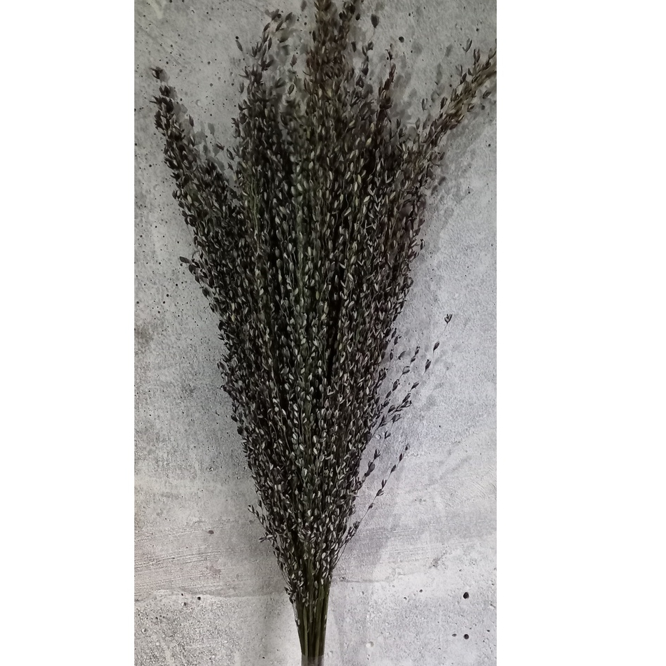 Capim arroz roxo/capim seco para decoração