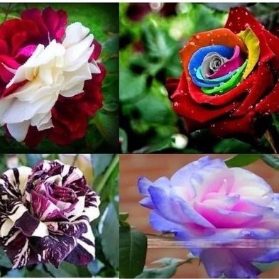 100 sementes dessas lindas rosas raras originais | Shopee Brasil