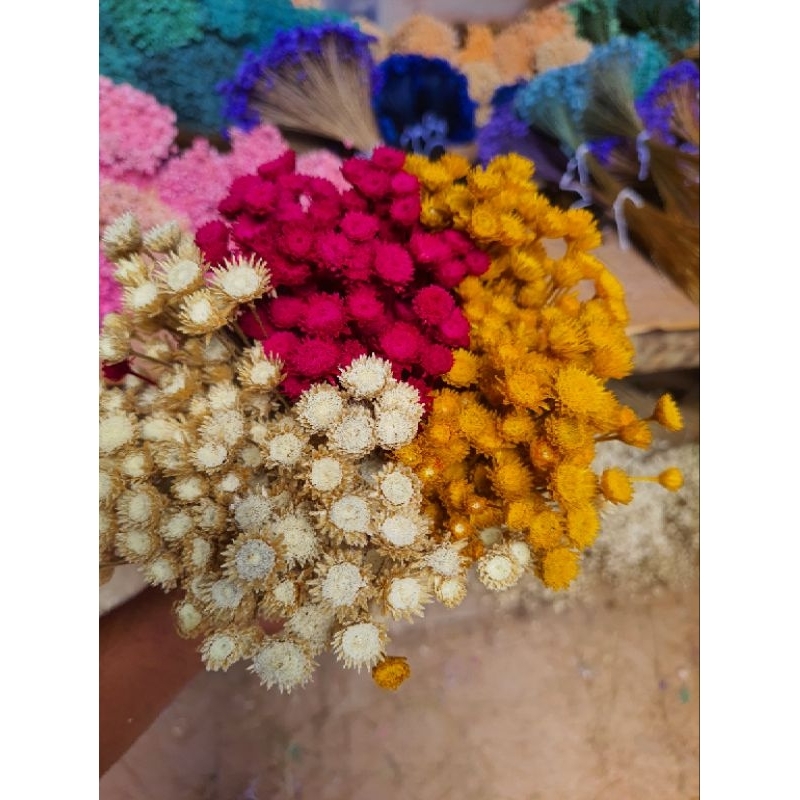 Flor sempre viva rústica , flor especial rara , kit com 600 unidades