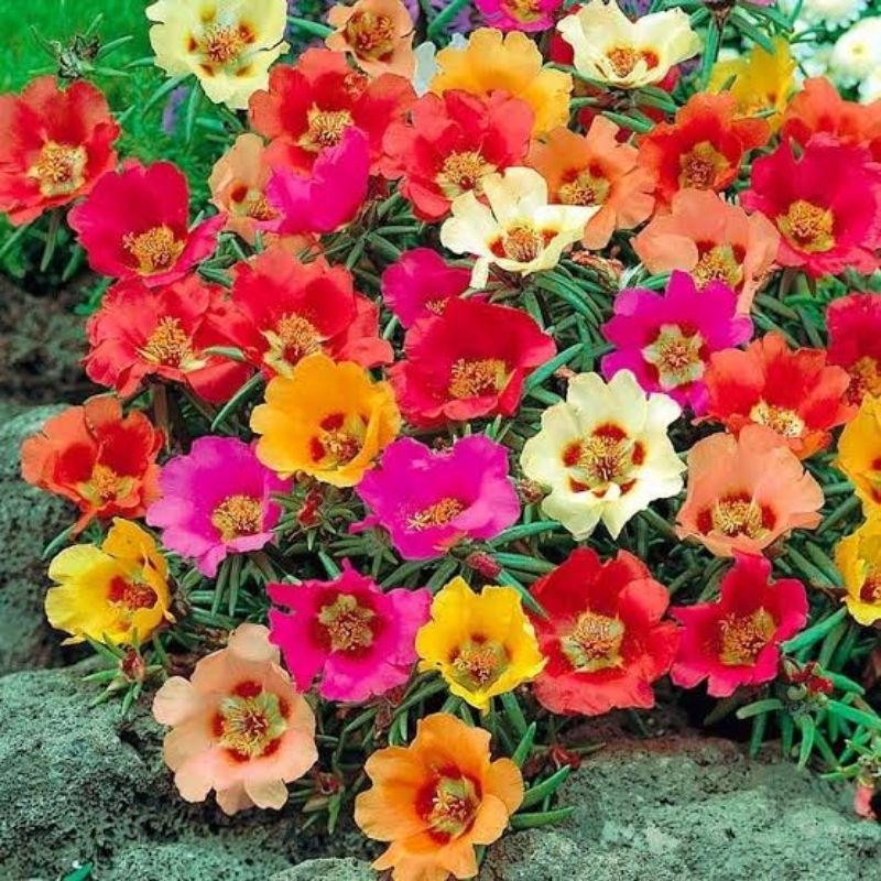 Ofertas de Sementes e Mudas em Jardinagem - Casa e Construção
