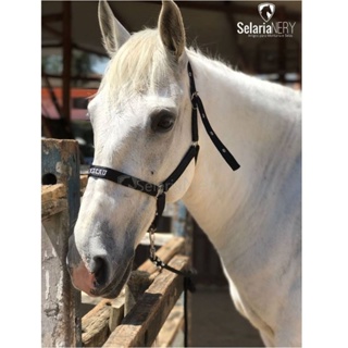 Cabresto para Cavalo Personalizado – Herts Brasil Rural