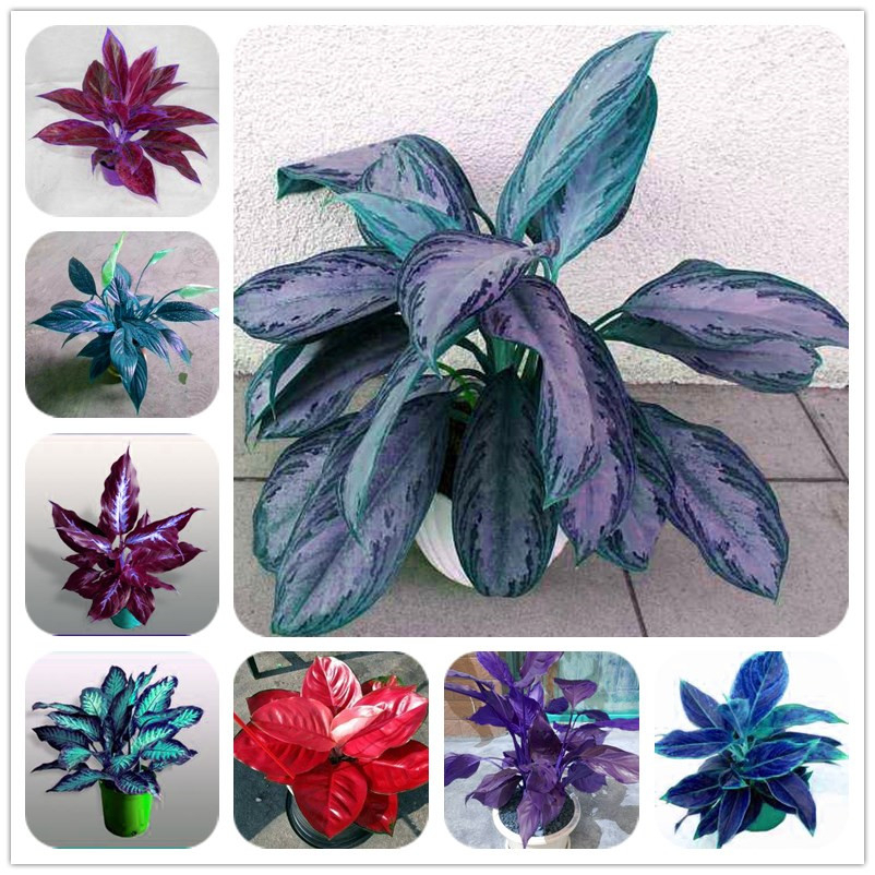 100 sements calantheas sortidas raras com manual de cultivo