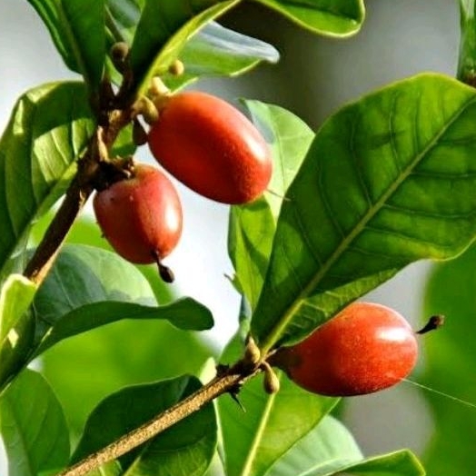 Fruta do milagre PERTO DE PRODUZIR de 35 a 45cm/ miraculina Shopee Brasil