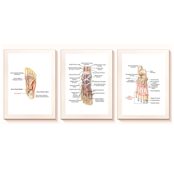 Kit Quadros Decorativo Mosaico 95X50 3 peças MDF Anatomia dos Pés Nomenclatura Ortopedia Consultório