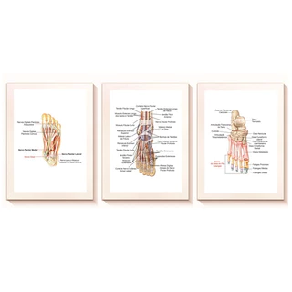 Kit Quadros Decorativo Mosaico 95X50 3 peças MDF Anatomia dos Pés Nomenclatura Ortopedia Consultório