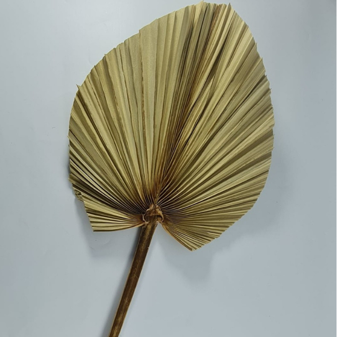 FOLHA DE LATANIA DESIDRATADA PARA DECORAÇÃO CASAMENTO FORMATURA 1 UNIDADE