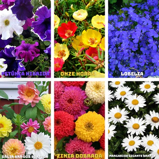 FLORES,ROSAS,SEMENTES