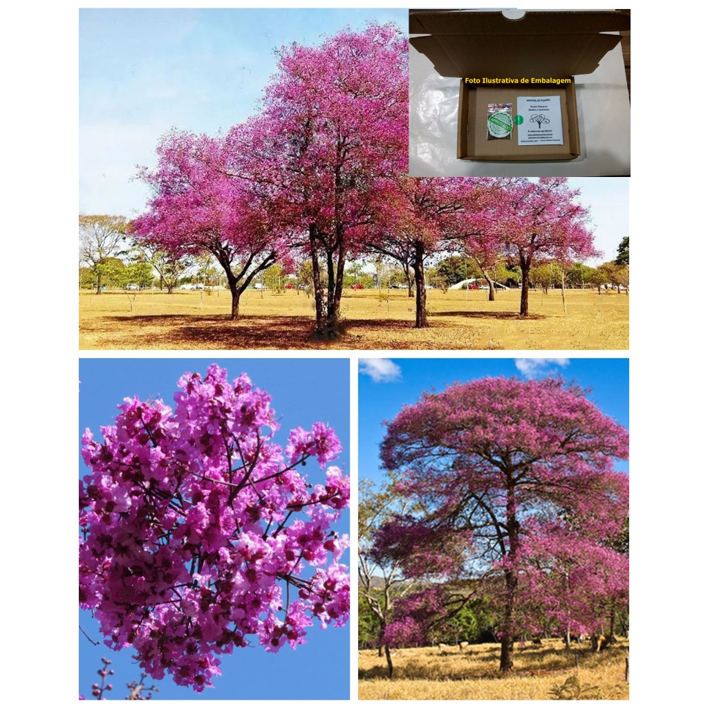 30 Sementes de Pau De Rosas ou Cega Machado (Physocalymma scaberrimum) para Cultivo e Plantio