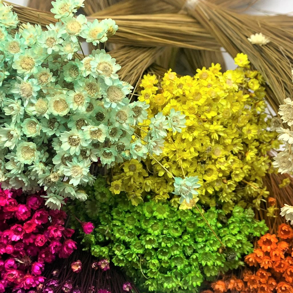 300 Mosquitinhos de Flor Sempre Viva em Botão Desidratada