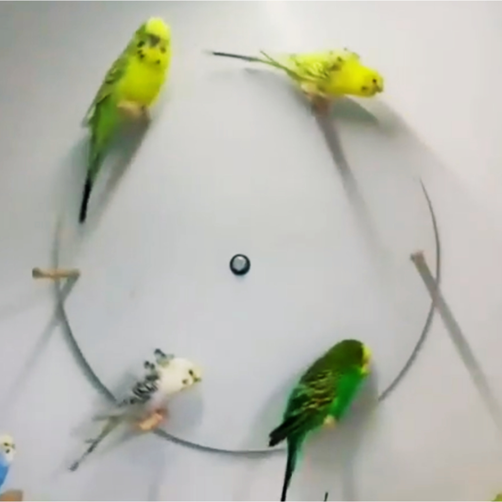 playground poleiro interativo para calopsitas e periquitos