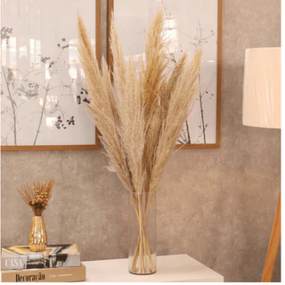 Kit C/ 5 Capim Dos Pampas De Luxo Fino Natural Boho Chic Pinterest