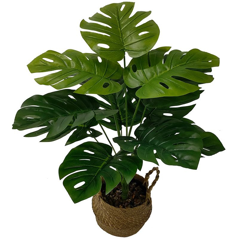 Galho costela de adão artificial 55cm - unidade