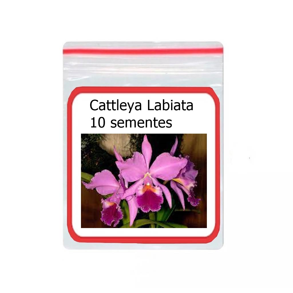 10 Sementes De Flor Cattleya Labiata