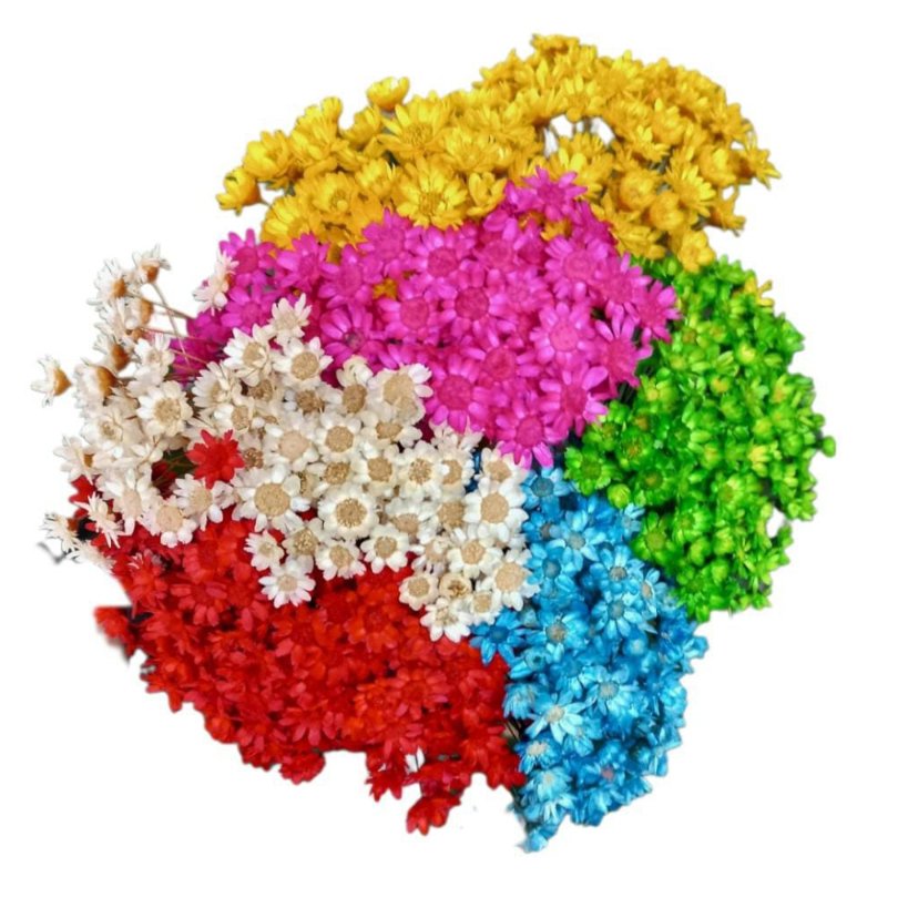 1000 Mini Florzinhas Sempre Viva Natural Desidratada