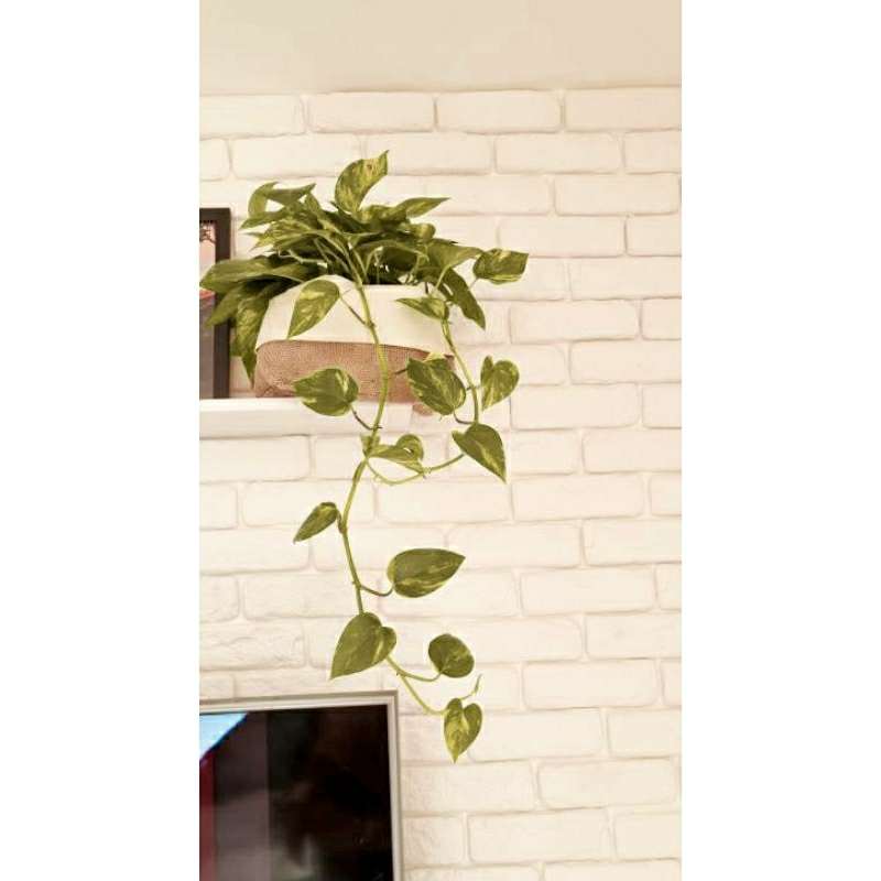 Cachepo Vaso Para Decoração De Planta Dupla Face Feito Em Juta