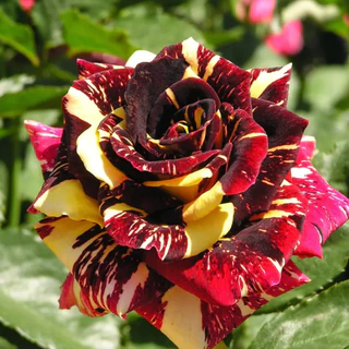 200 sementes dessa linda rosa rara p9