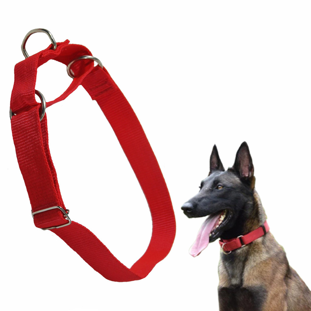 Coleira Belga Enforcador GG Pet Cachorro Adestramento