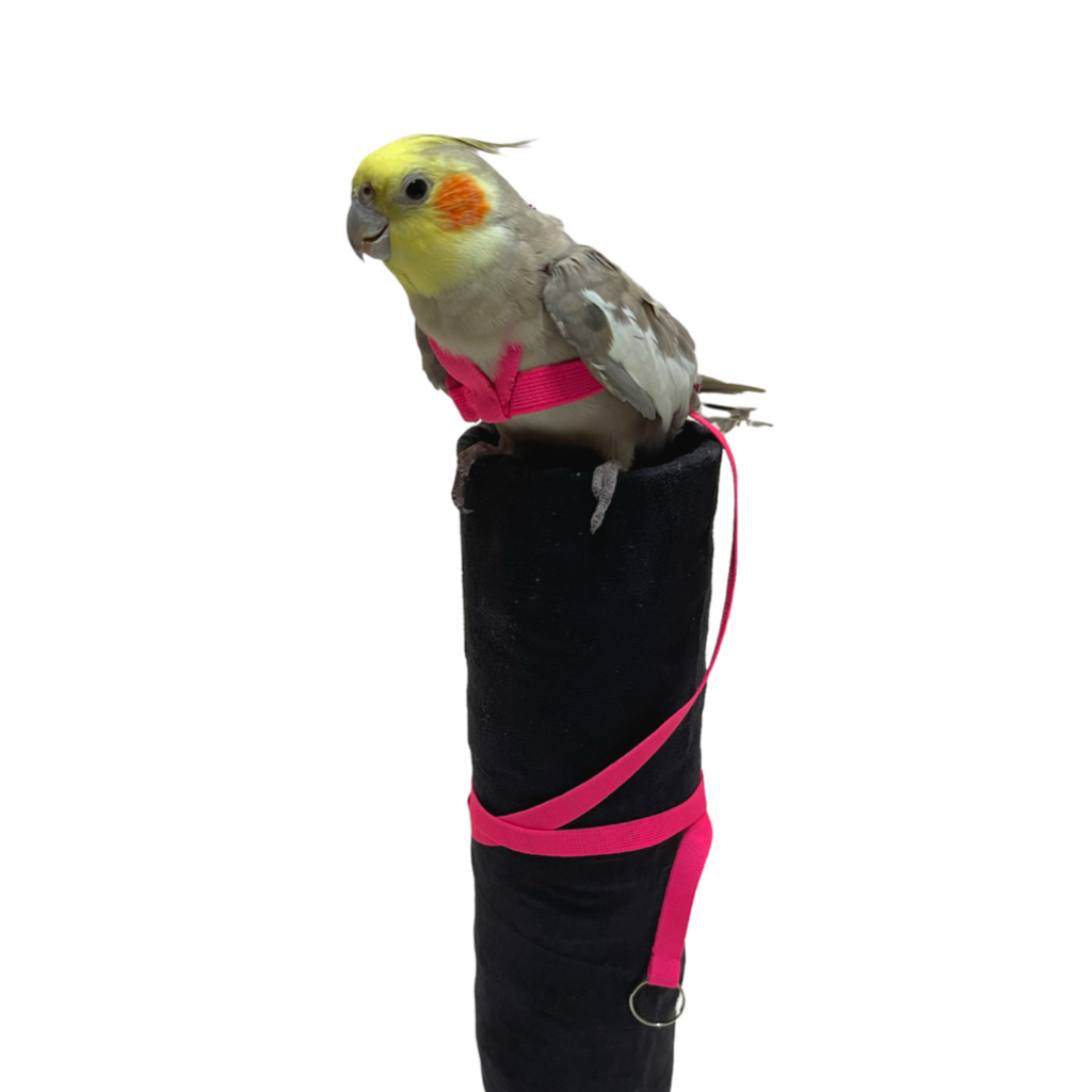 Coleira Peitoral Para Calopsita Ajustável + Guia Elástico Super Fashion ...