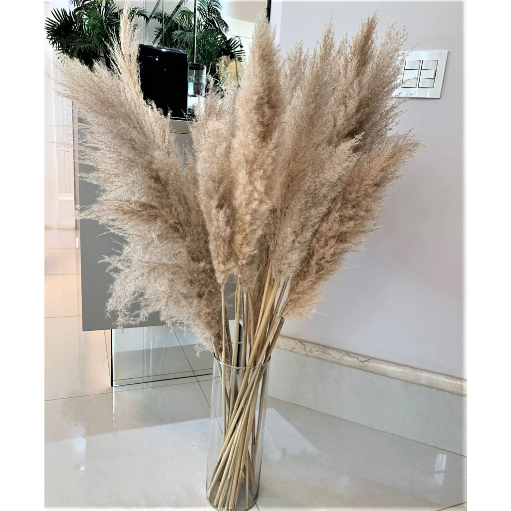 10 Capim dos Pampas de 1,20 m (Tam. Grande) + 05 pampas 1,0m, S/ Emendas Natural Desidratado.