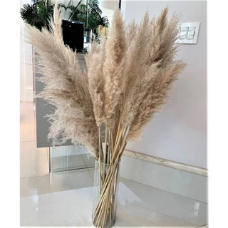 10 Capim dos Pampas de 1,20 m (Tam. Grande) + 05 pampas 1,0m, S/ Emendas Natural Desidratado.