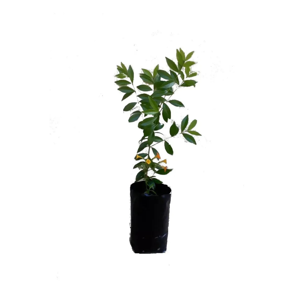 sacos plásticos para plantas 40 unidades medida 40x50