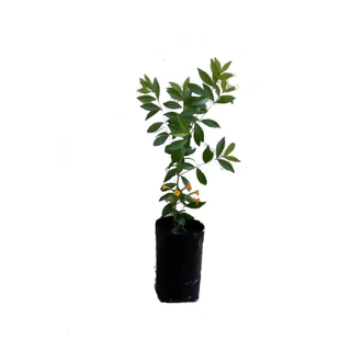 sacos plásticos para plantas 40 unidades medida 40x50