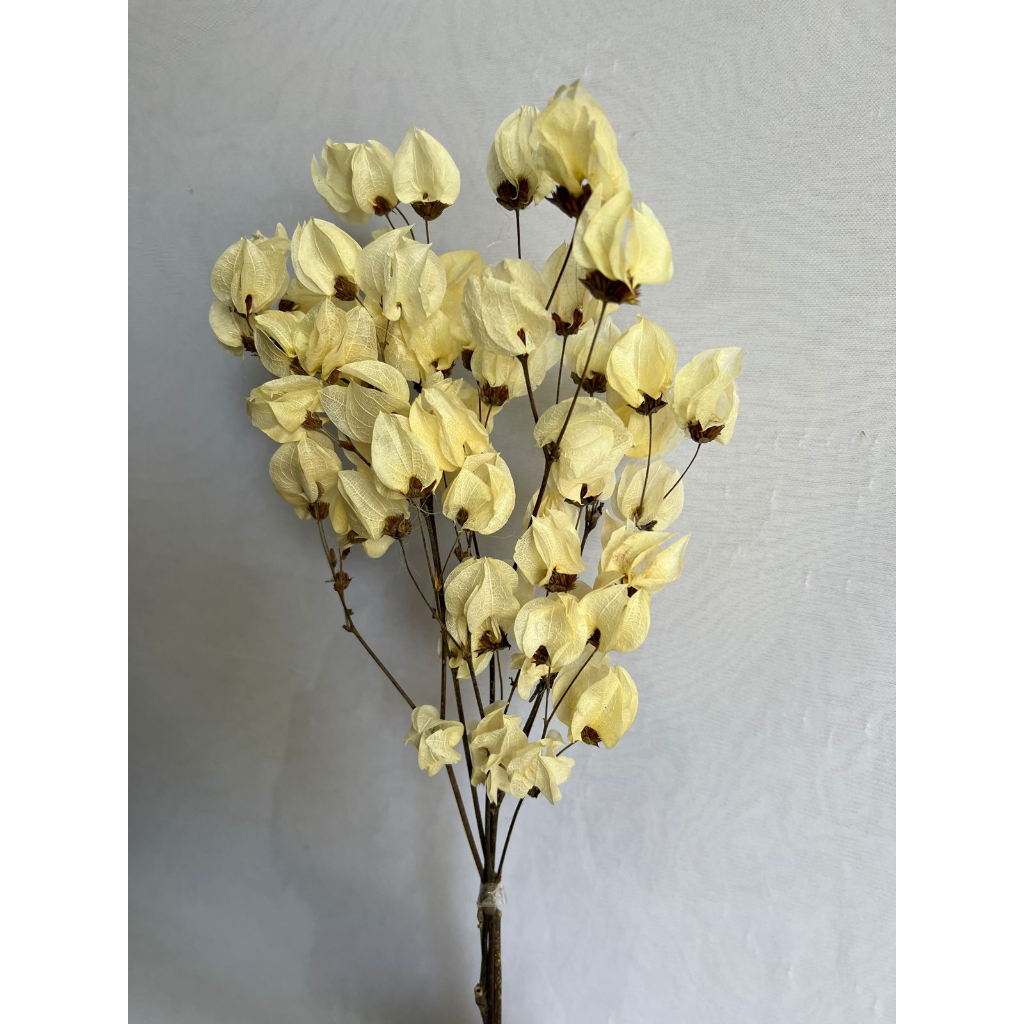 Flor Bougainville Nude Desidratada Arranjos Casamento Decoração Envio Rápido