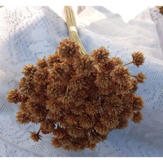 Flor espeta nariz ,100 flores secas,flor desidratada.