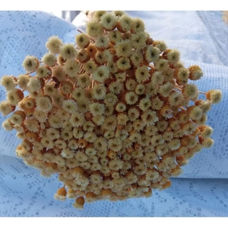 Flor jazida , seca , desidratada,flor seca