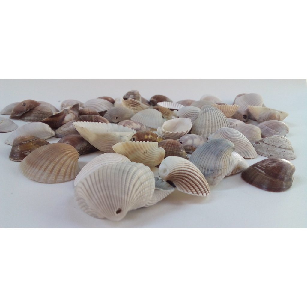 Conchas do mar shell conchinhas naturais pacote c/200 gramas artesanato ...