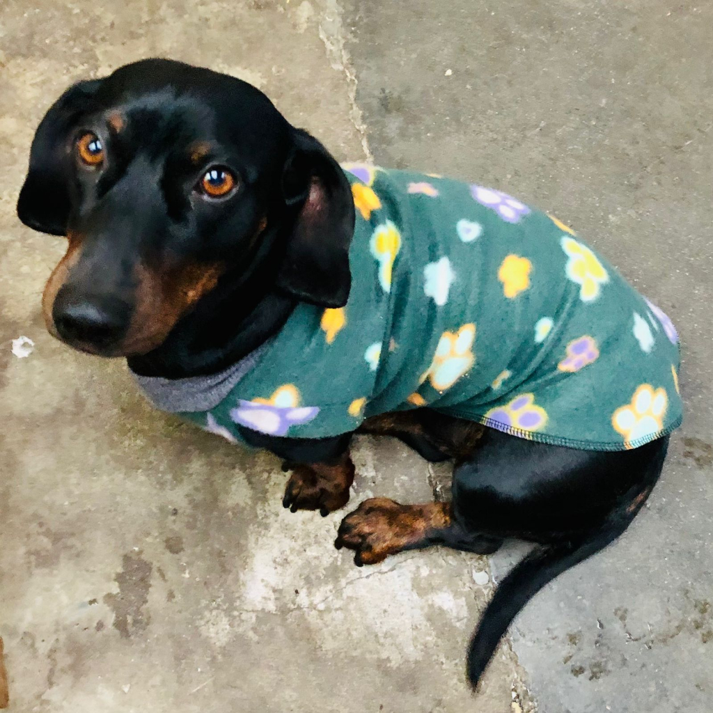 Roupinha P Roupa Para Pet Cachorro Gato Soft Macho e Femea