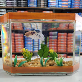 Aquário Beteira Decorada Médio para Peixe Betta 10x20x15