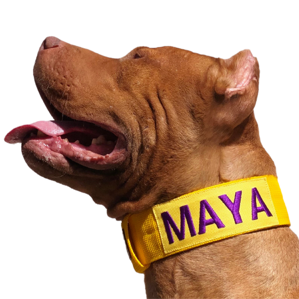 Coleira personalizada para cães de médio e grande porte.
