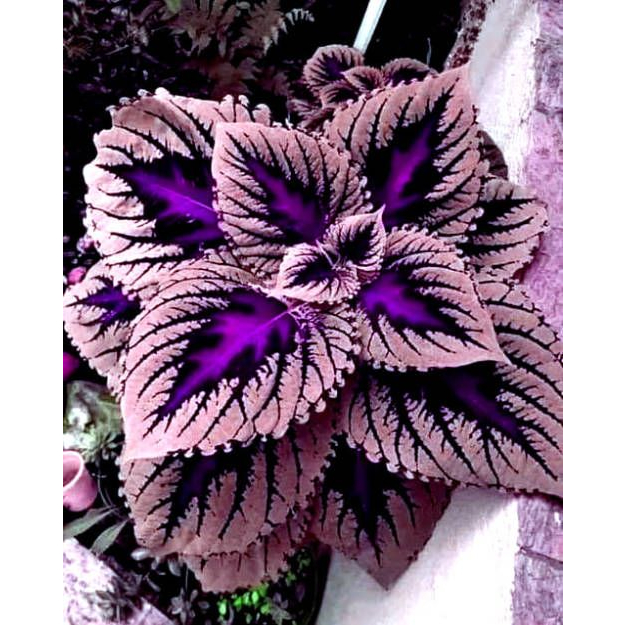 100 sements colleus mistical elfs com manual de cultivo
