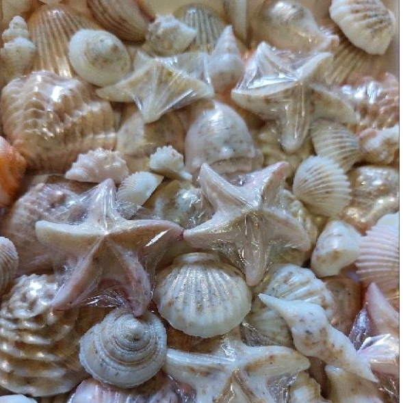 50 sabonetes marinhos sortidos (conchas) Ariel, pequena Sereia
