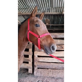 Cabresto para Cavalo Personalizado – Herts Brasil Rural