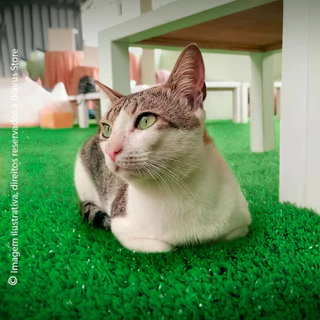Tapete para Gatos - Grama Sintética para Gato - Pet