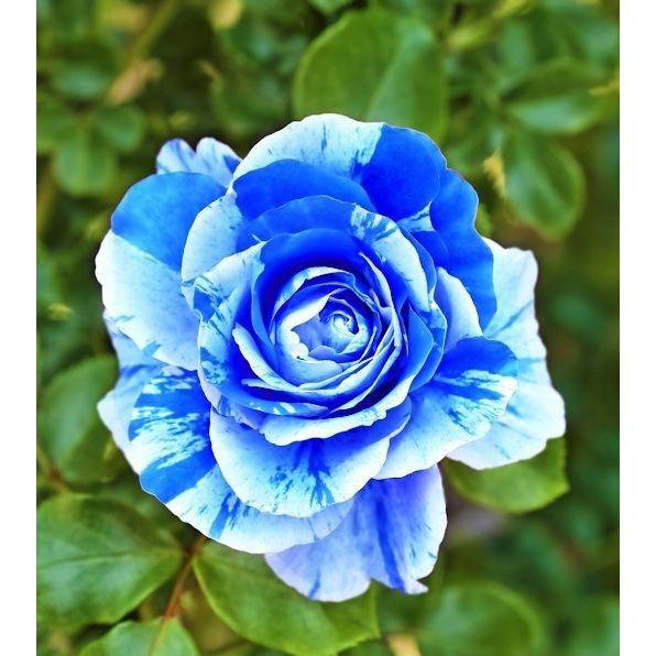 100 sements rosas light blue com manual de cultivo | Shopee Brasil