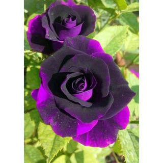 100 sements rosa viuva negra com manual de cultivo