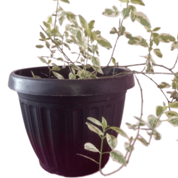 Vaso grego para plantas Grande Preto, Marrom e Cinza.