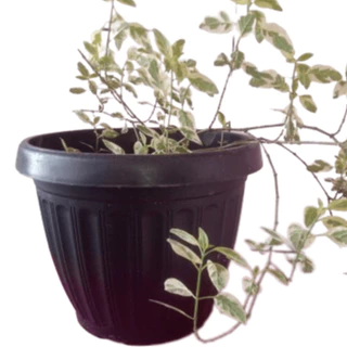 Vaso grego para plantas Grande Preto, Marrom e Cinza.