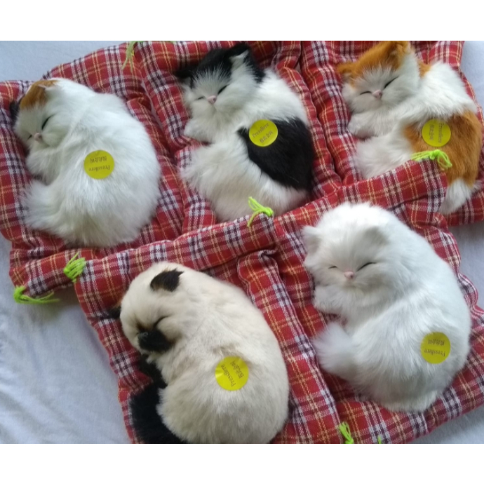 Gato preto e branco dormindo ilustração, gatinho gato, dormir, branco,  animais, gato Como mamífero png