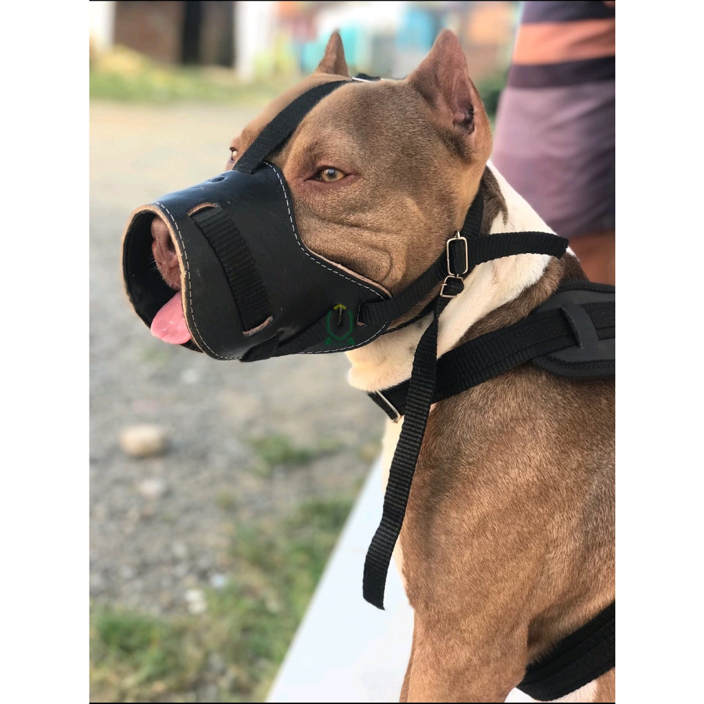 Fucinheira cachorro em couro legítimo reforçada e ajustável regulável raças médio e grande porte pitbull cane corso husky siberiano dálmata pastor alemão labrador pit monster akita american bully chow chow border collie beagle